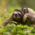 In Her Nature | Saving The Slowest Mammal on Earth